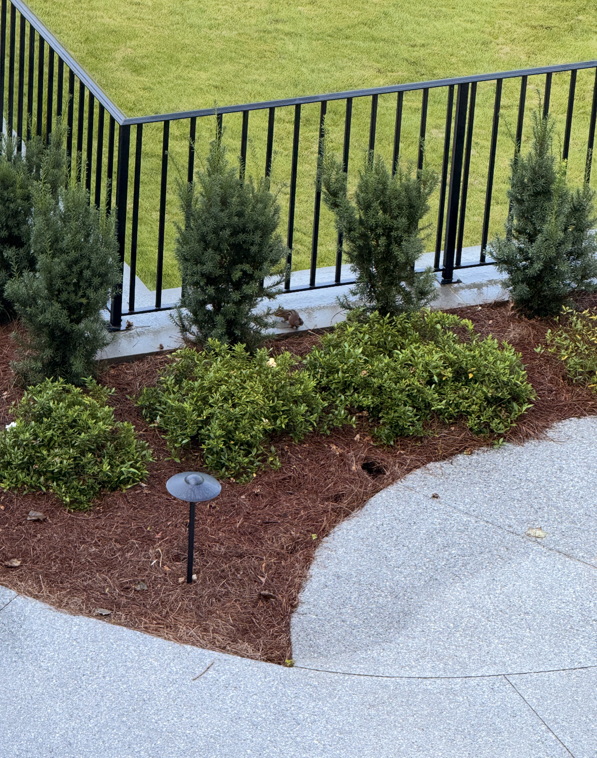 Yard cleanup project